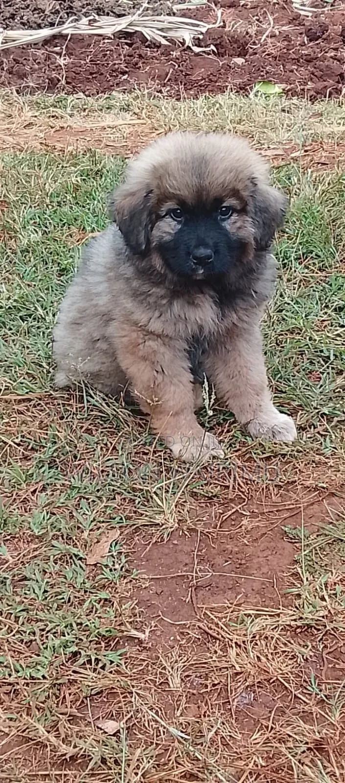 1-3 months Female Purebred Caucasian Shepherd