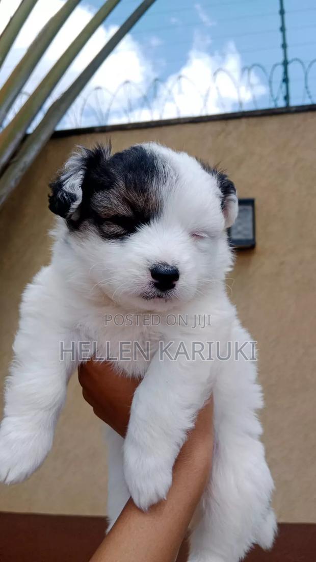 6-12 months Male Mixed Breed Maltese - main view