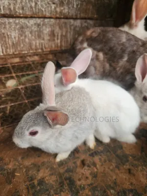 2 Month Old Rabbits for Sale