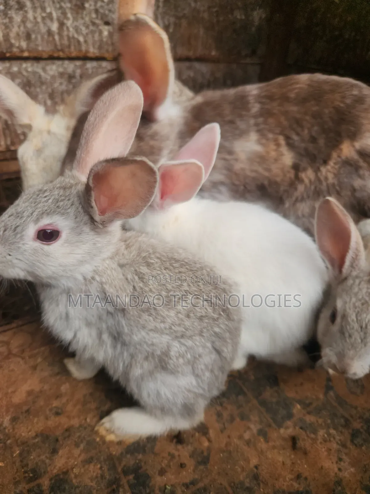 2 Month Old Rabbits for Sale