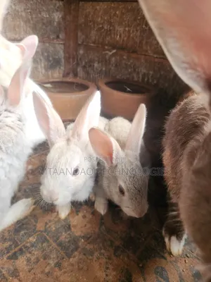2 Month Old Rabbits for Sale