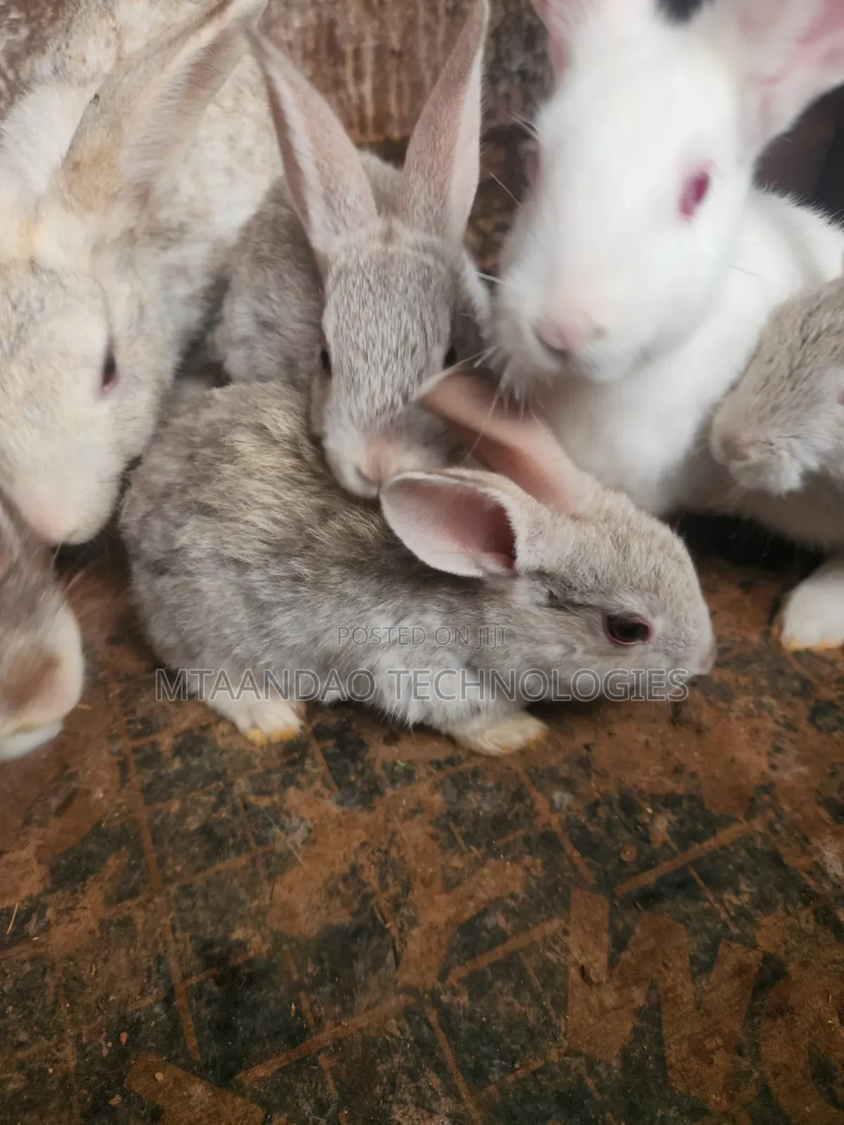 2 Month Old Rabbits for Sale