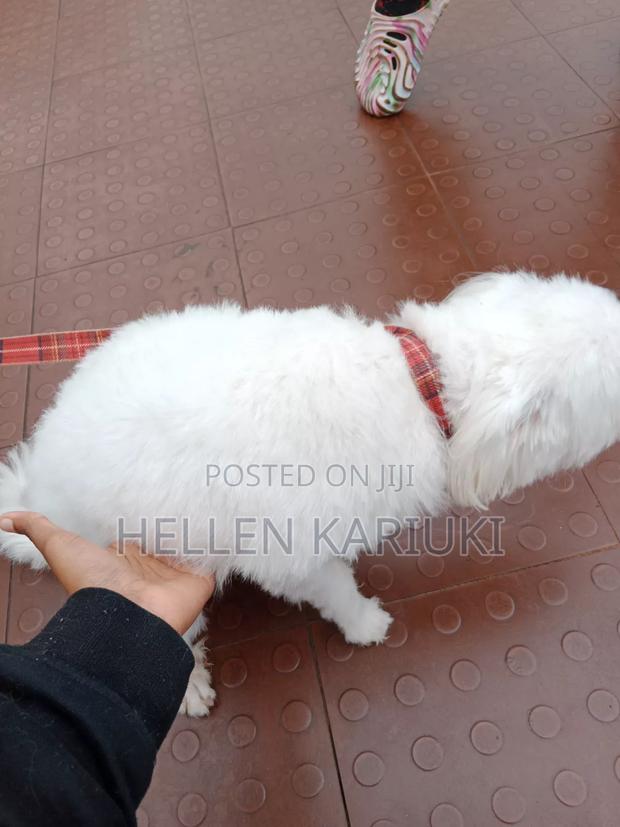 1+ year Female Mixed Breed West Highland White Terrier - thumbnail 2