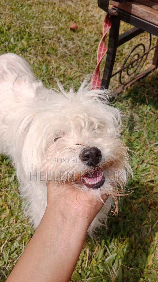 1+ year Female Mixed Breed West Highland White Terrier - thumbnail 3