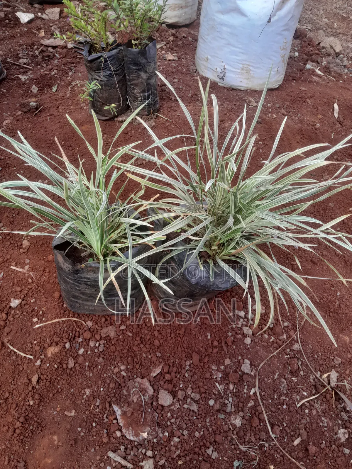 Liriope Muscari Clean Plant