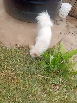 6-12 months Male Purebred Japanese Spitz