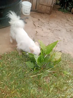 6-12 months Male Purebred Japanese Spitz