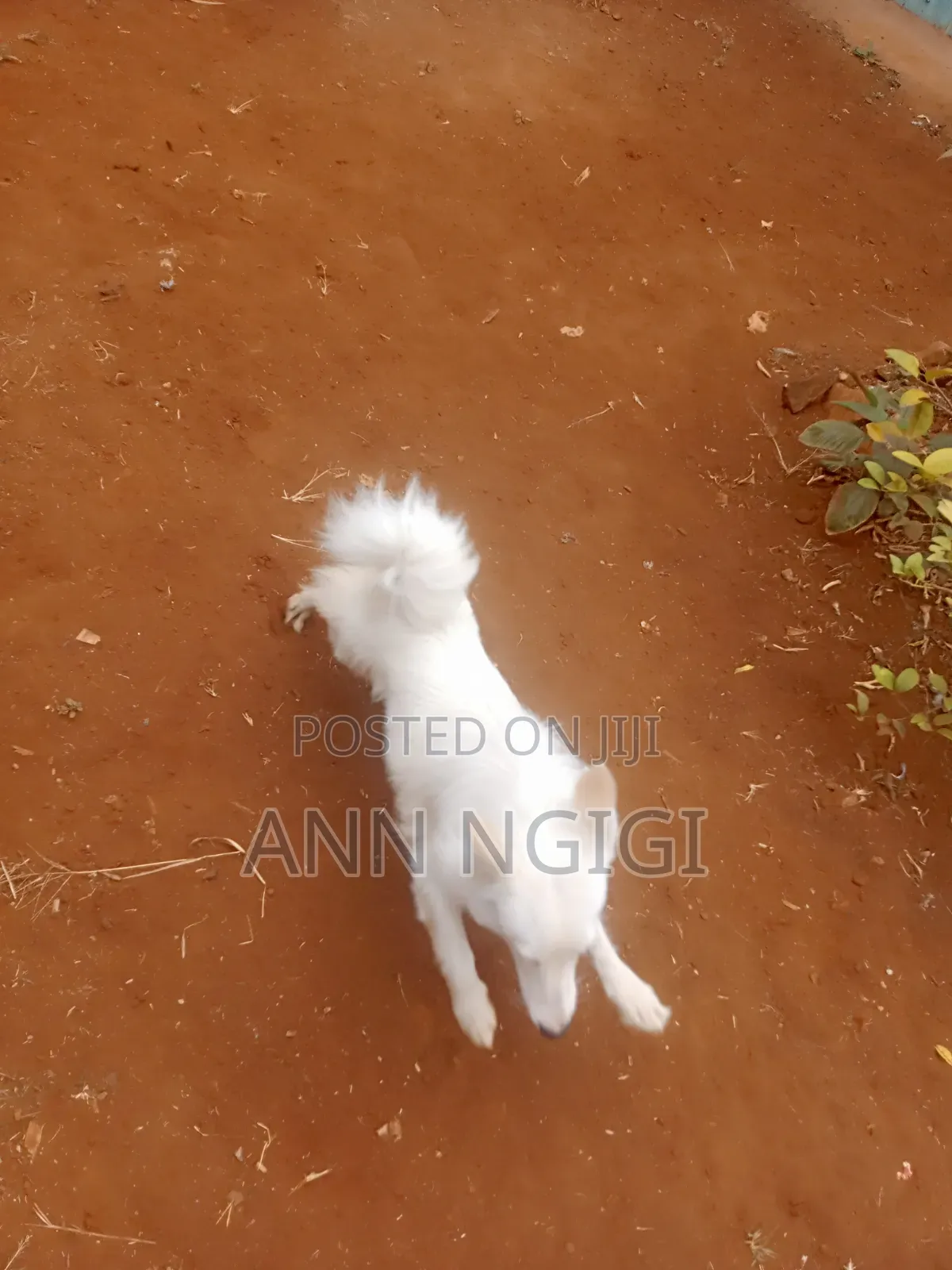 6-12 months Male Purebred Japanese Spitz