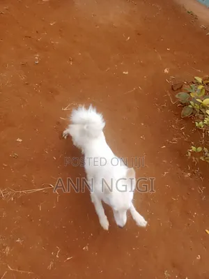 6-12 months Male Purebred Japanese Spitz