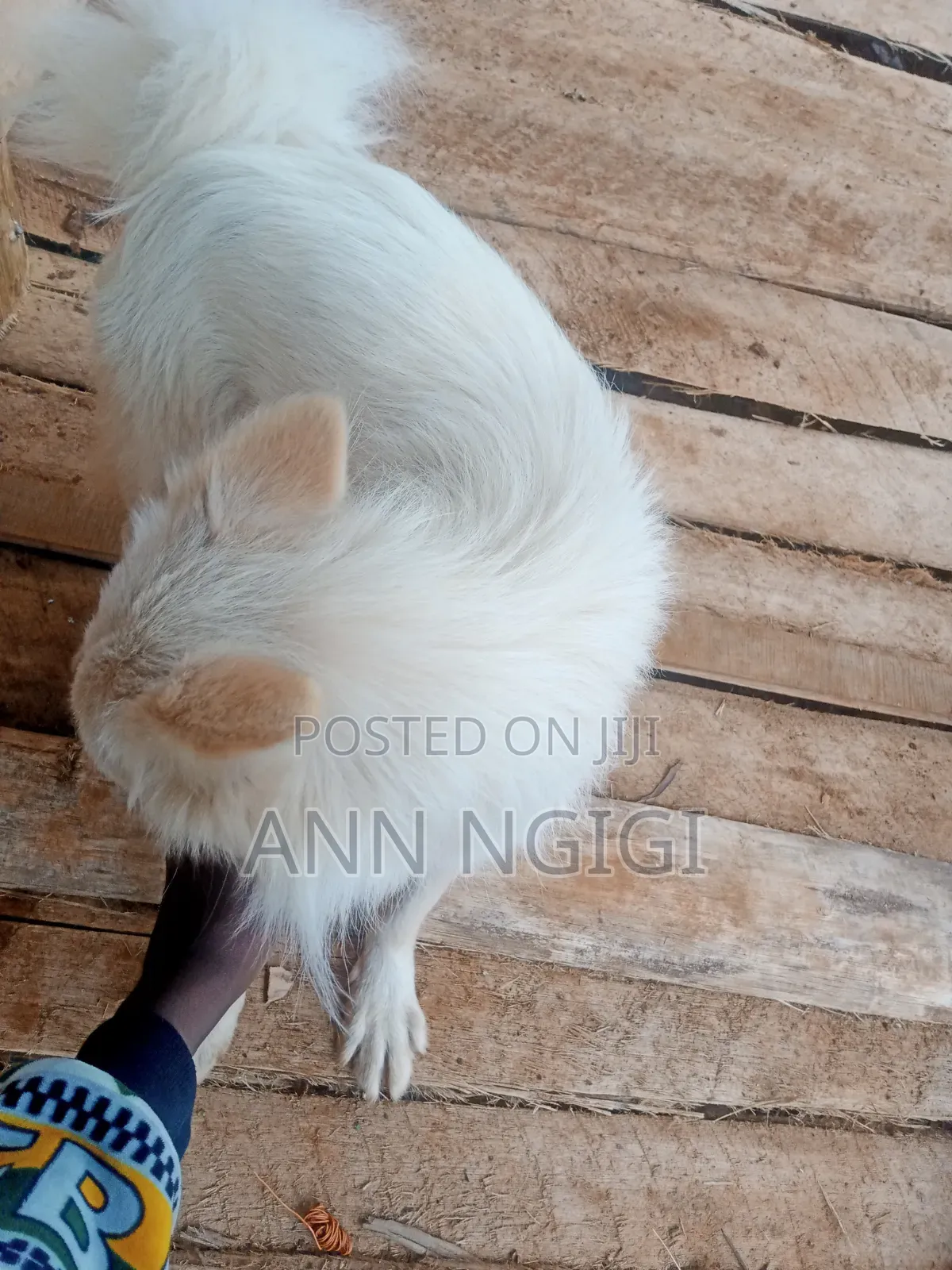 6-12 months Male Purebred Japanese Spitz