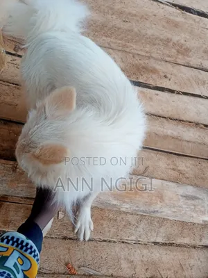 6-12 months Male Purebred Japanese Spitz