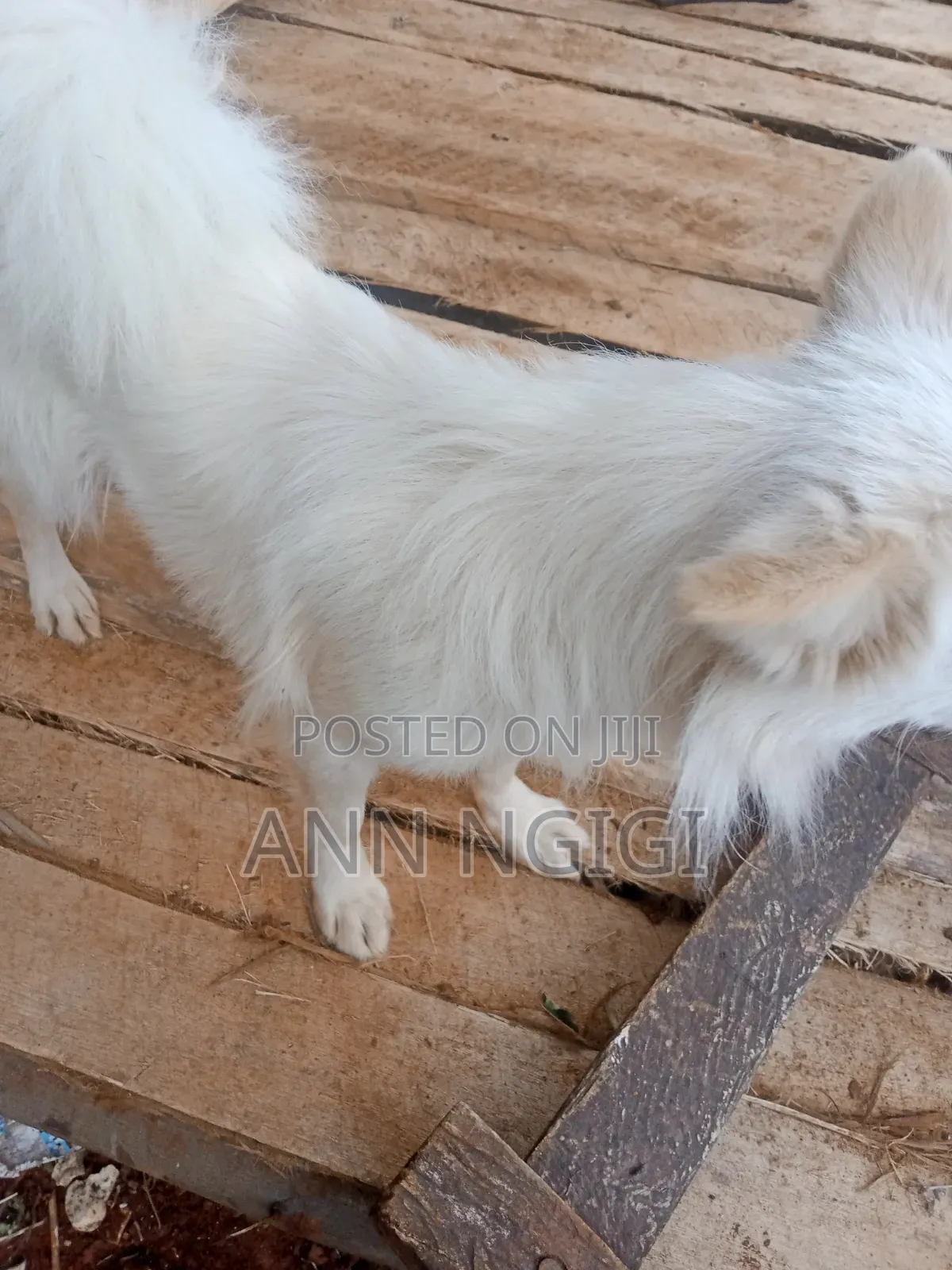 6-12 months Male Purebred Japanese Spitz