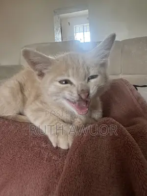 1-3 months Male Mixed Breed American Shorthair