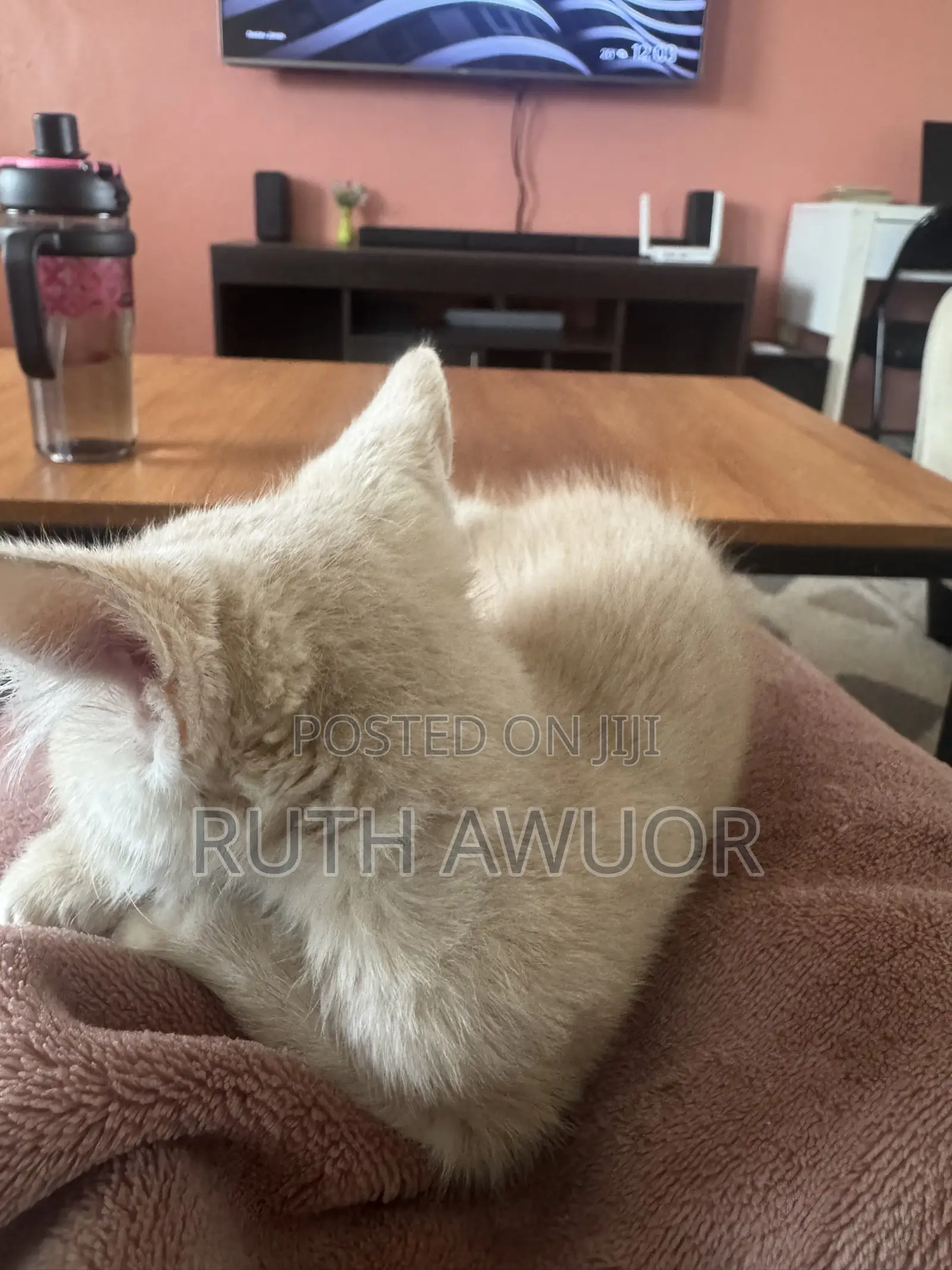 1-3 months Male Mixed Breed American Shorthair