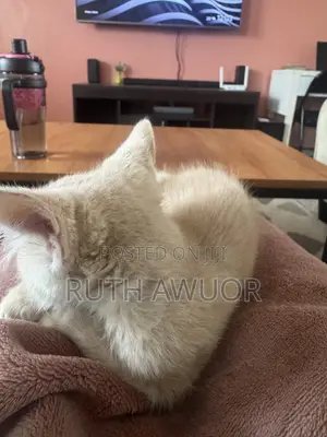 1-3 months Male Mixed Breed American Shorthair