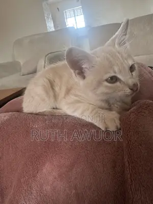 1-3 months Male Mixed Breed American Shorthair