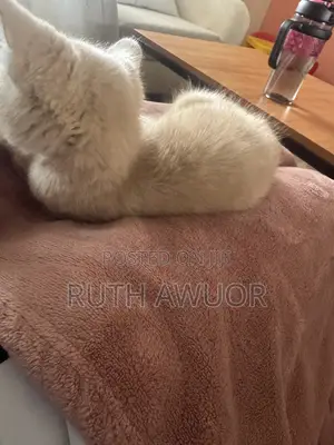 1-3 months Male Mixed Breed American Shorthair