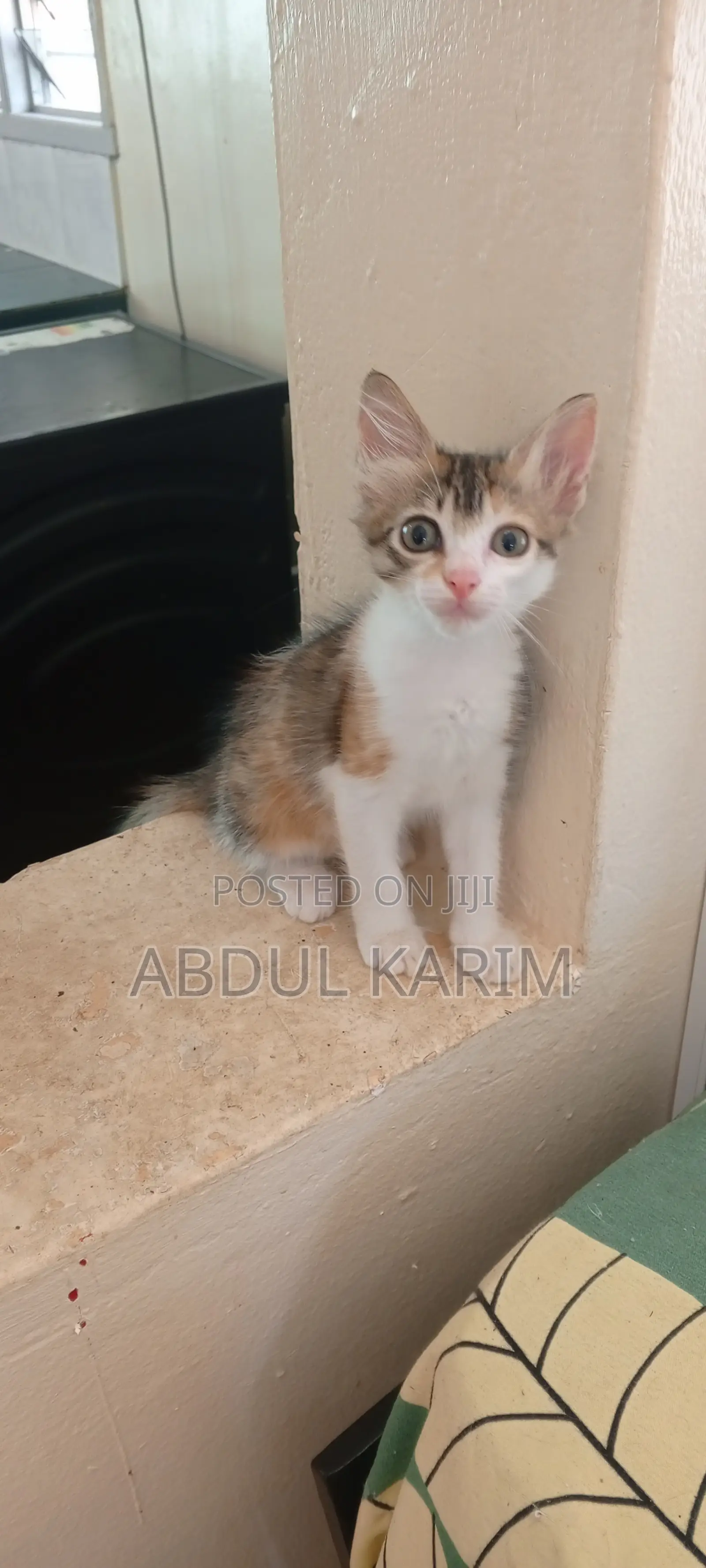 1-3 months Female Mixed Breed American Shorthair