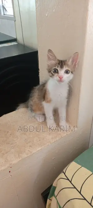 1-3 months Female Mixed Breed American Shorthair