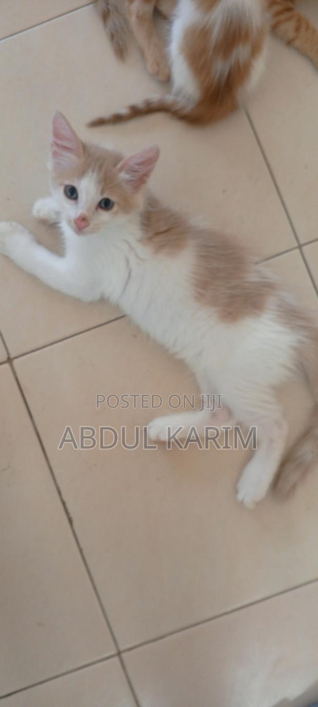 1-3 months Male Mixed Breed Persian - thumbnail 2