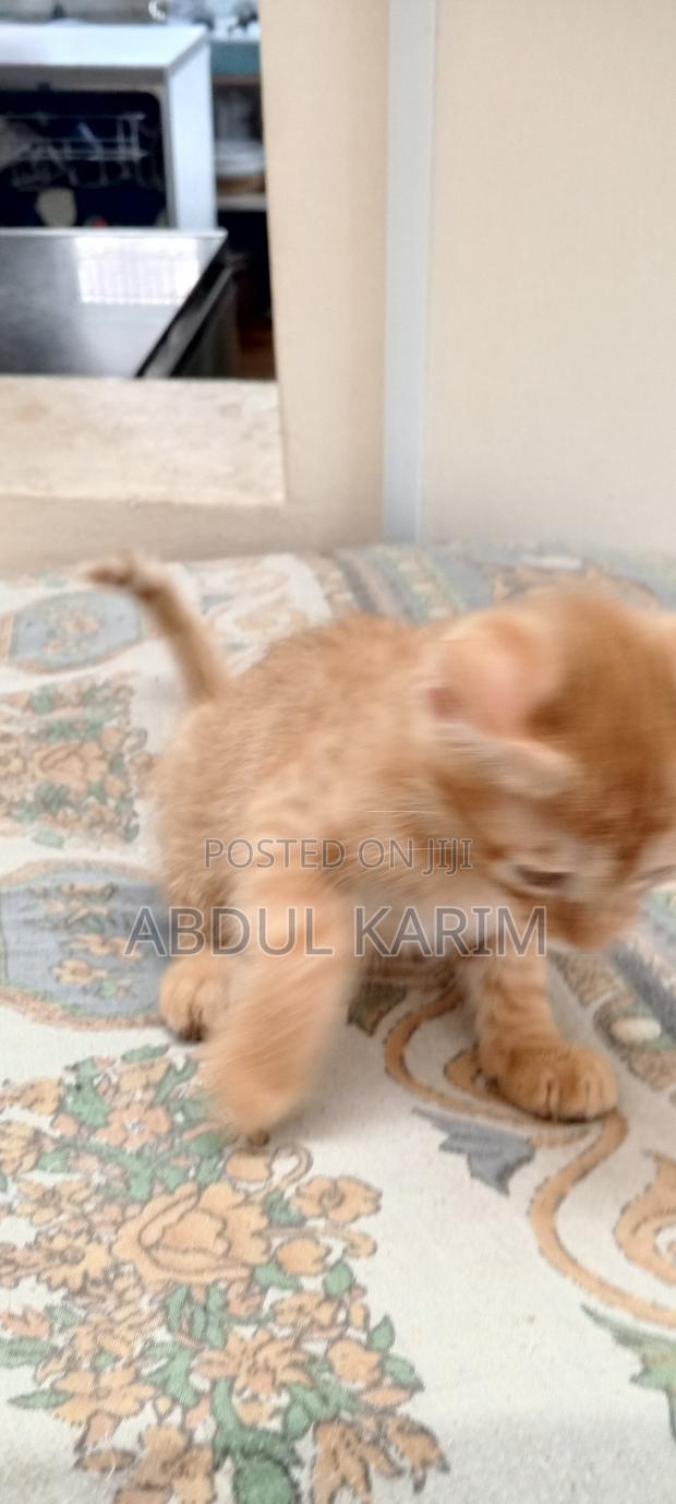 1-3 months Male Mixed Breed American Shorthair - main view
