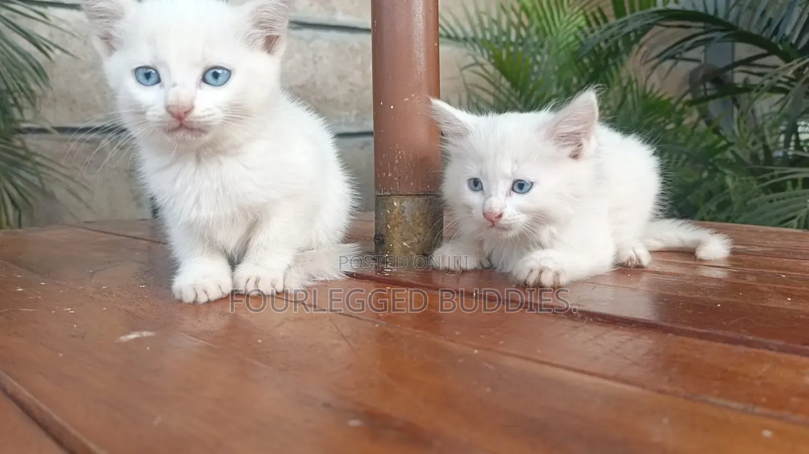 1-3 months Male Purebred Turkish Angora