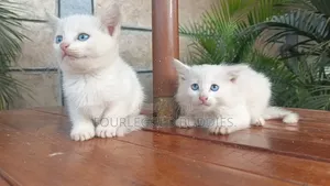 1-3 months Male Purebred Turkish Angora