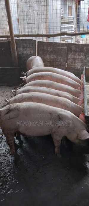 Glits and Boers for Sale