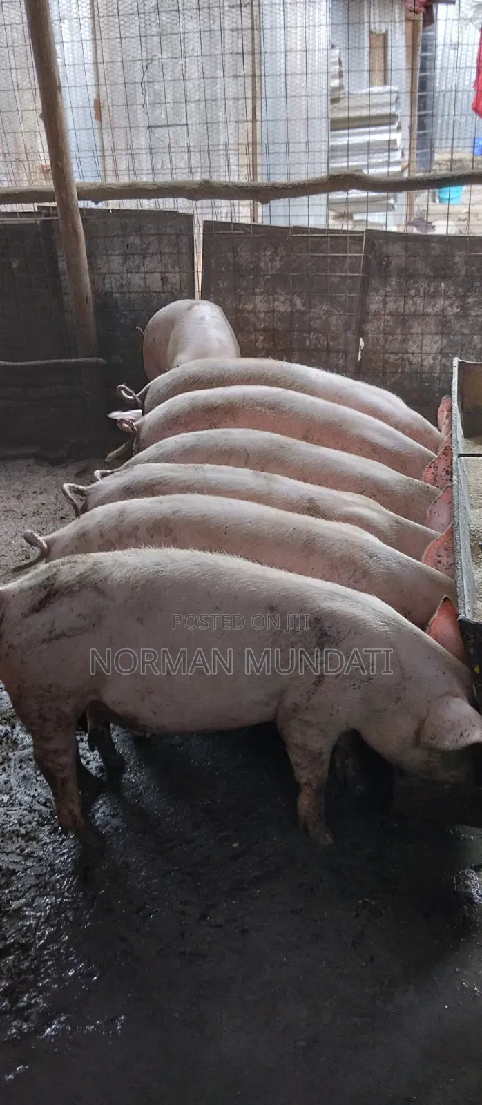Glits and Boers for Sale