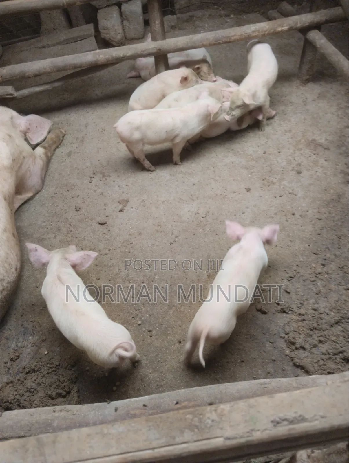Piglet's for Sale
