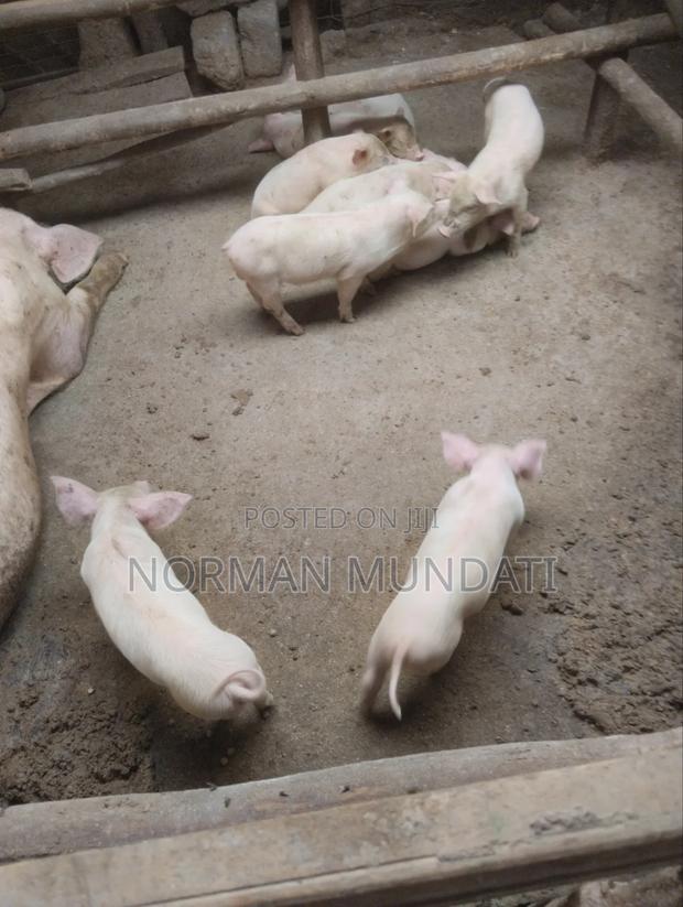 Piglet's for Sale - main view