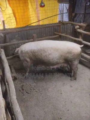 Piglet's for Sale