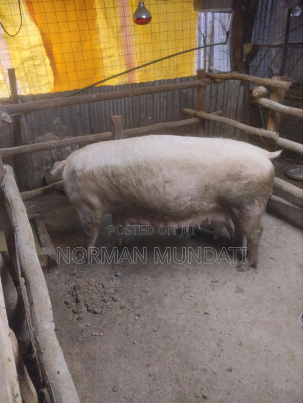 Piglet's for Sale - thumbnail 2