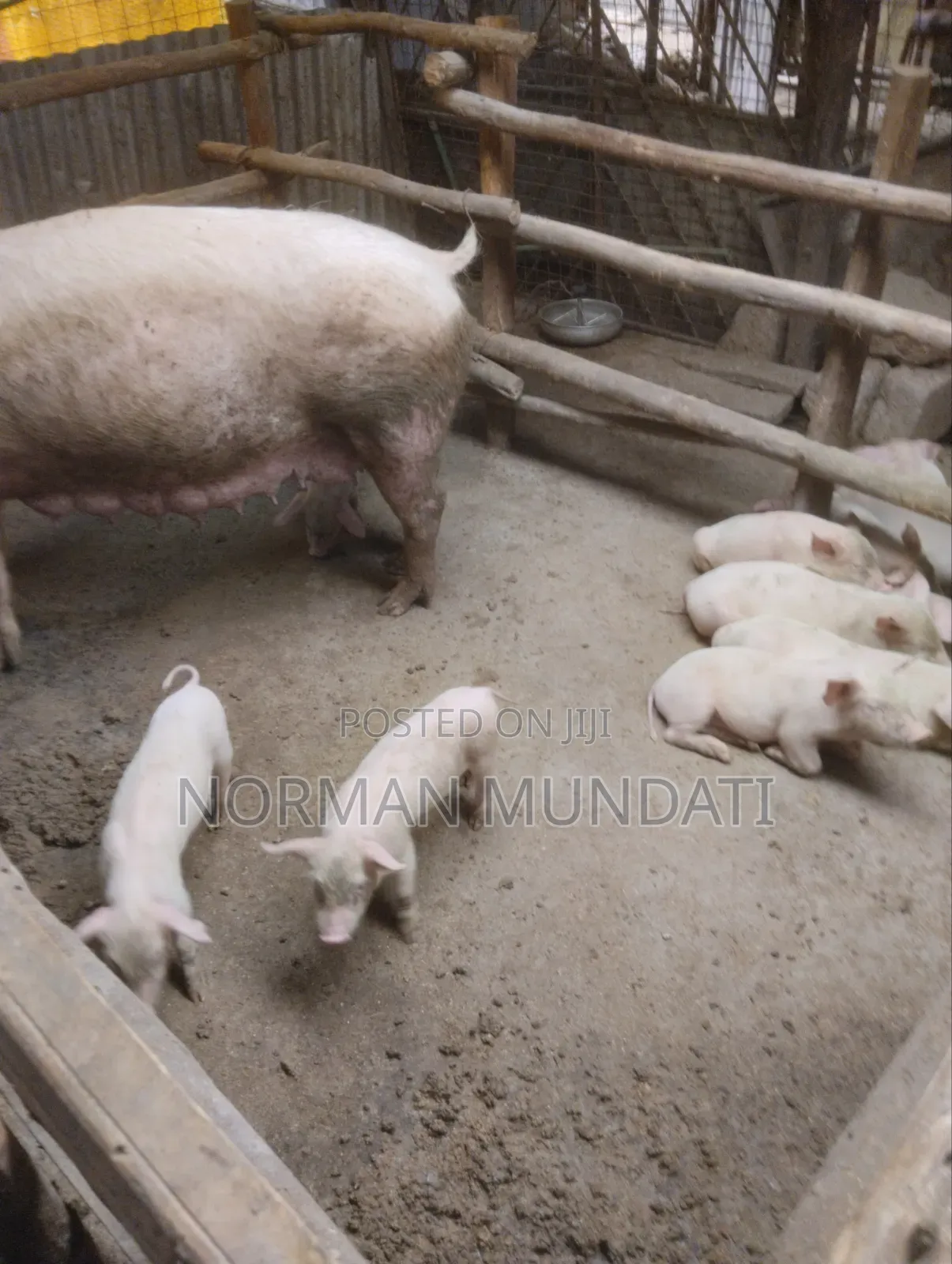 Piglet's for Sale