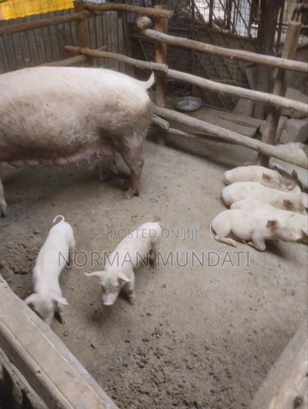 Piglet's for Sale - thumbnail 3