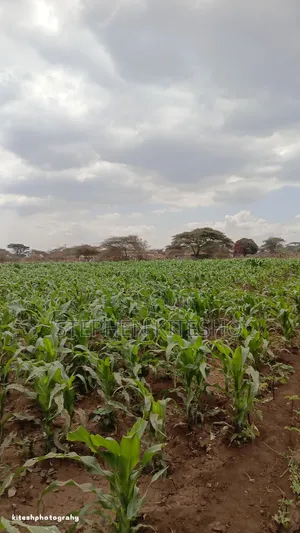 Land for Sale at Loitoktok Kimana Area