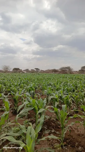Land for Sale at Loitoktok Kimana Area