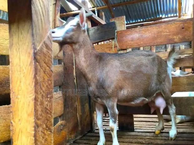 Dairy Goats - thumbnail 2