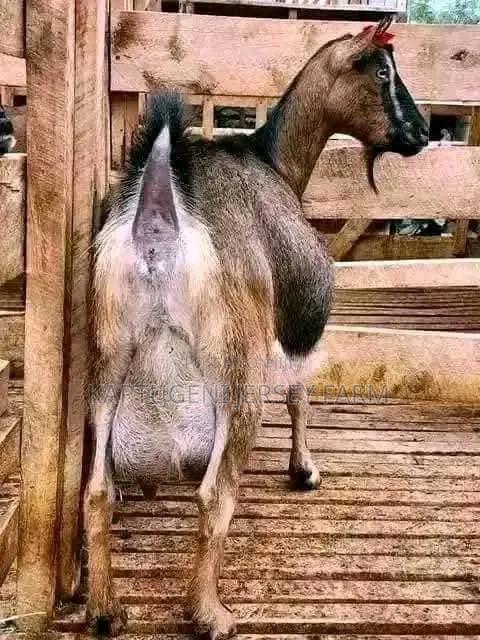 Dairy Goats - thumbnail 3