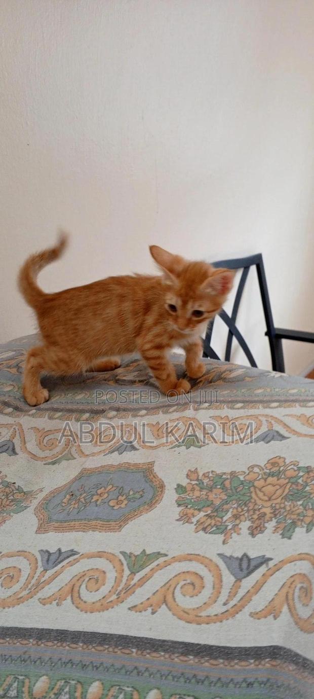 1-3 months Male Mixed Breed American Shorthair - thumbnail 2