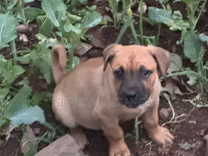 1-3 months Female Purebred Boerboel