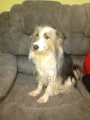 1+ year Female Mixed Breed Maltese