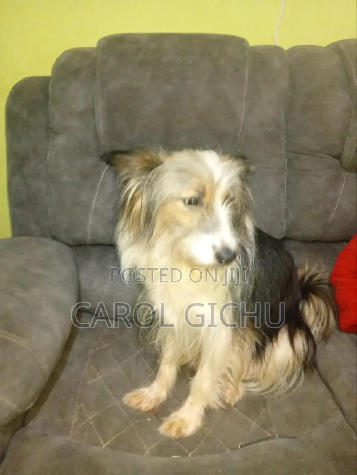 1+ year Female Mixed Breed Maltese