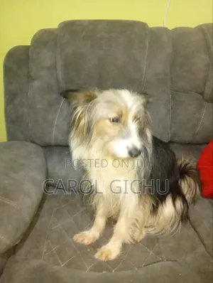 1+ year Female Mixed Breed Maltese