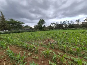 Half Acre Plot for Sale in Ridgeways,Nairobi at KSHS 45M