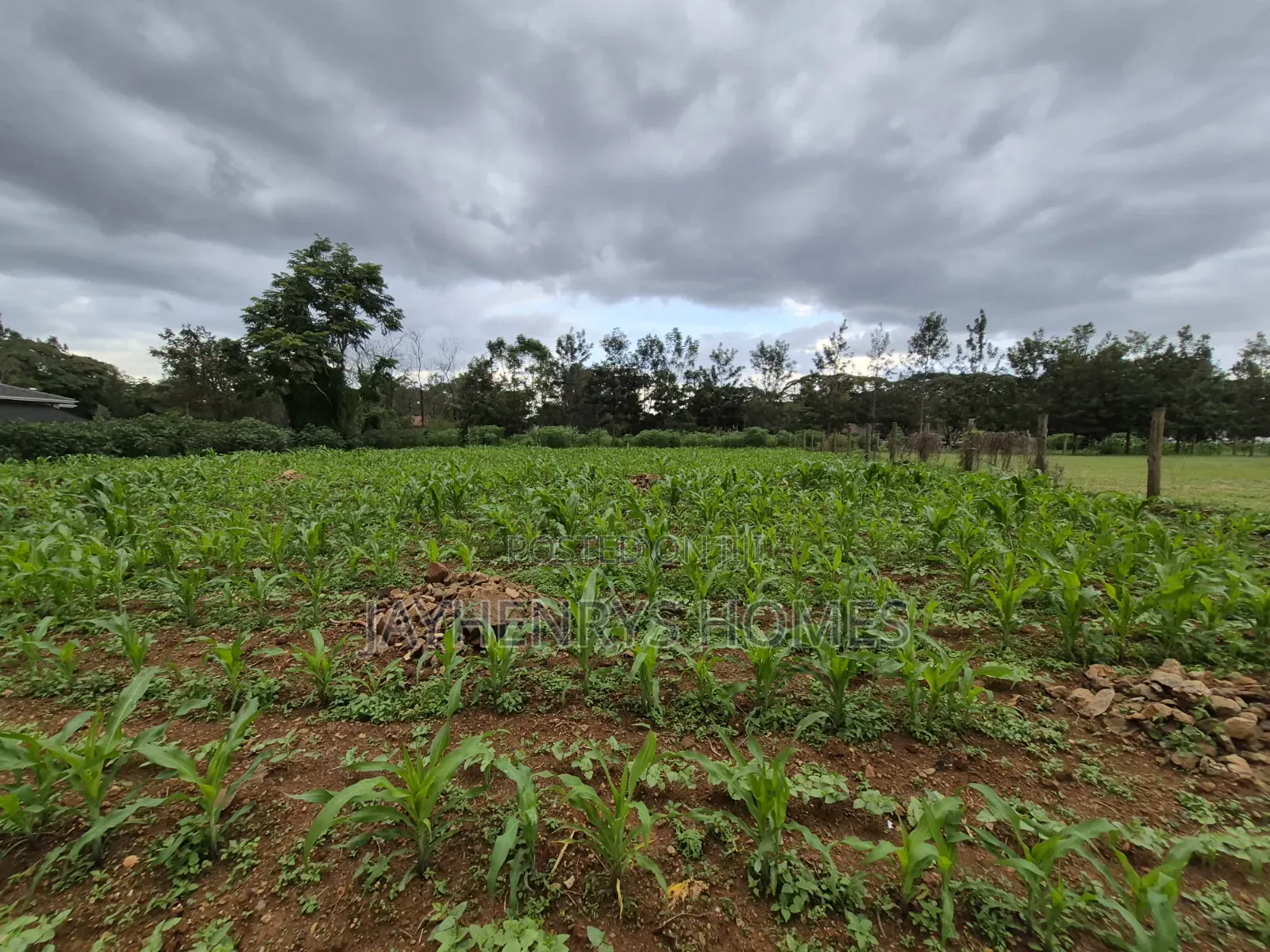 Half Acre Plot for Sale in Ridgeways,Nairobi at KSHS 45M