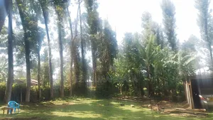 Timber Firewood Trees