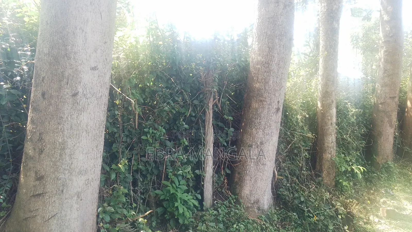 Timber Firewood Trees
