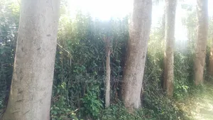 Timber Firewood Trees
