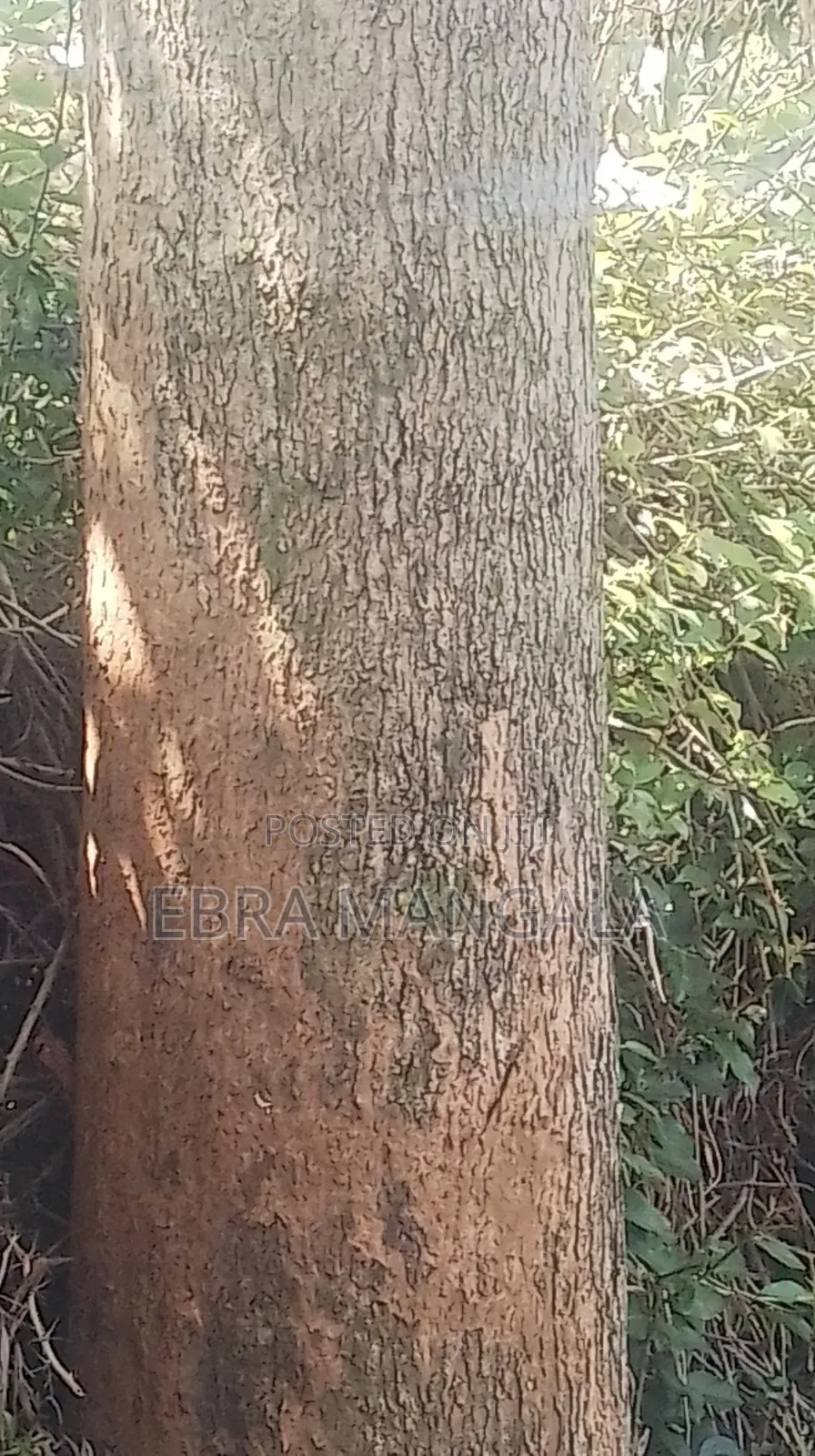 Timber Firewood Trees